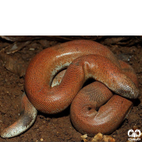 گونه کور مار بلوچستانی Brown Sand Boa